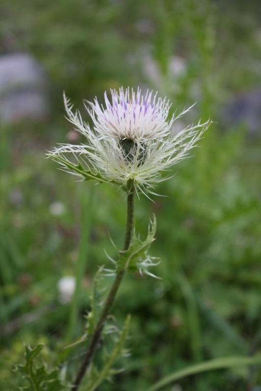 Image of Cirsium obvallatum specimen.