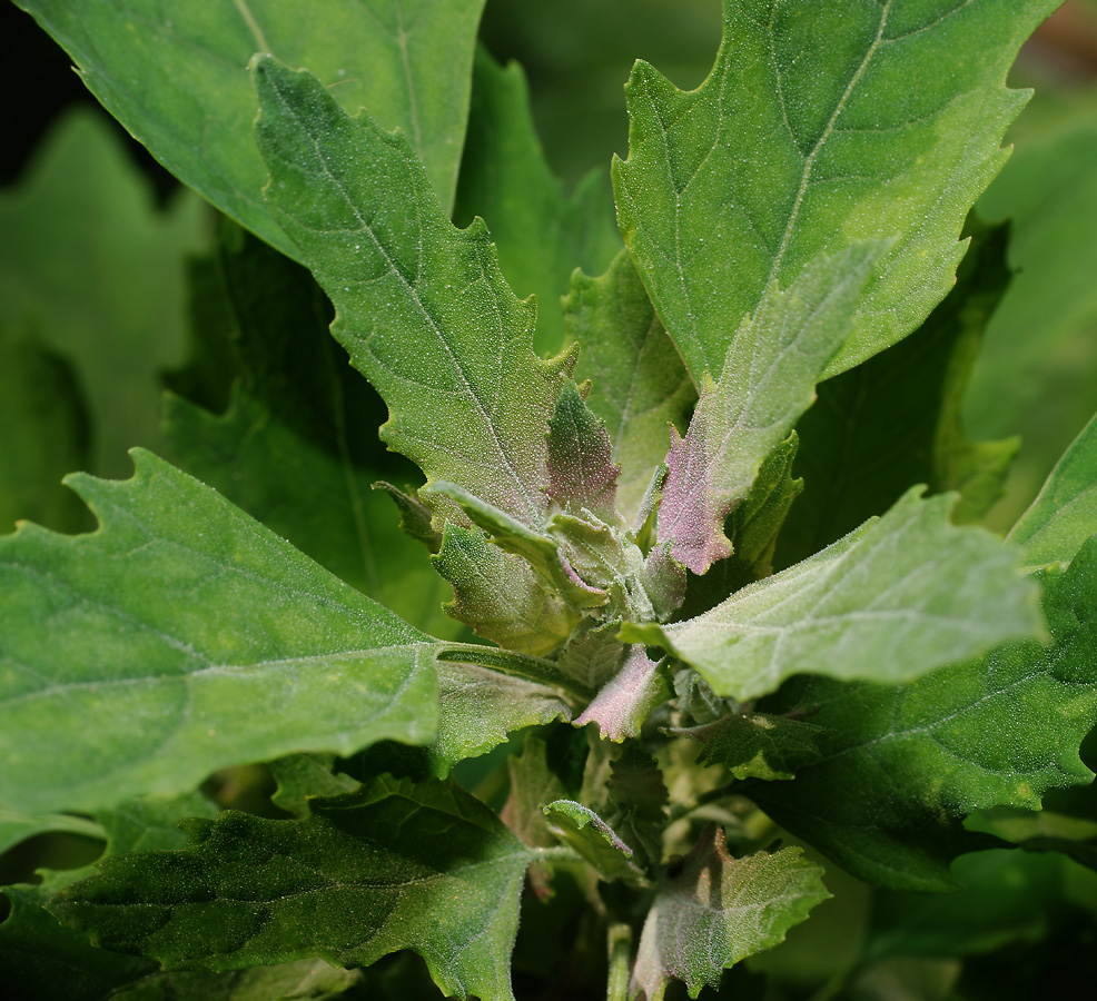 Изображение особи Chenopodium &times; fursajevii.