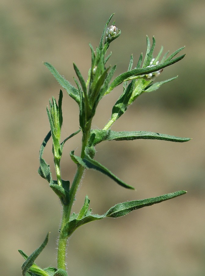 Image of Hyalea pulchella specimen.