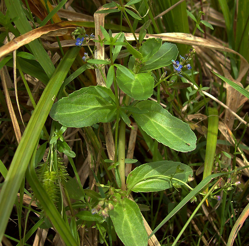 Image of Veronica beccabunga specimen.