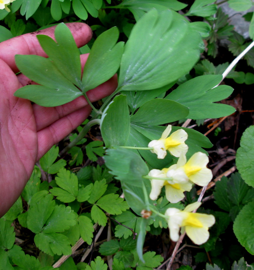 Image of Corydalis talpina specimen.