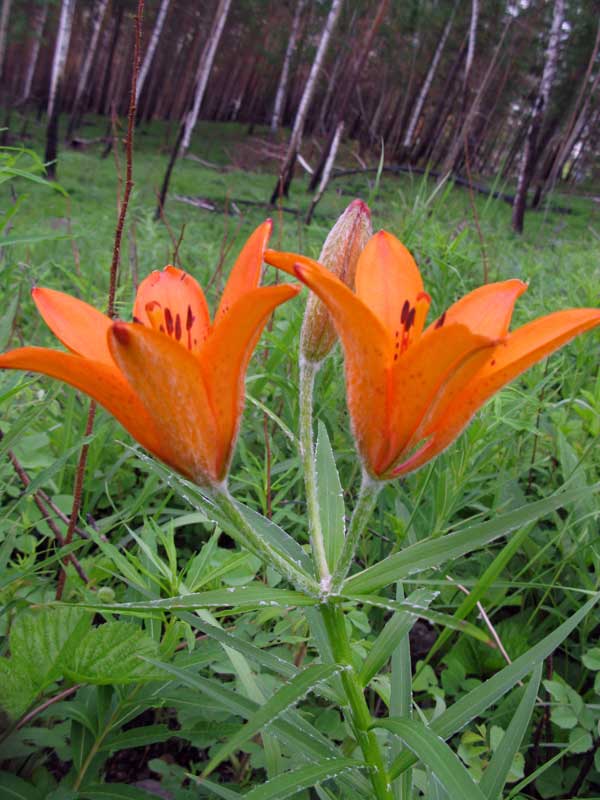 Image of Lilium pensylvanicum specimen.