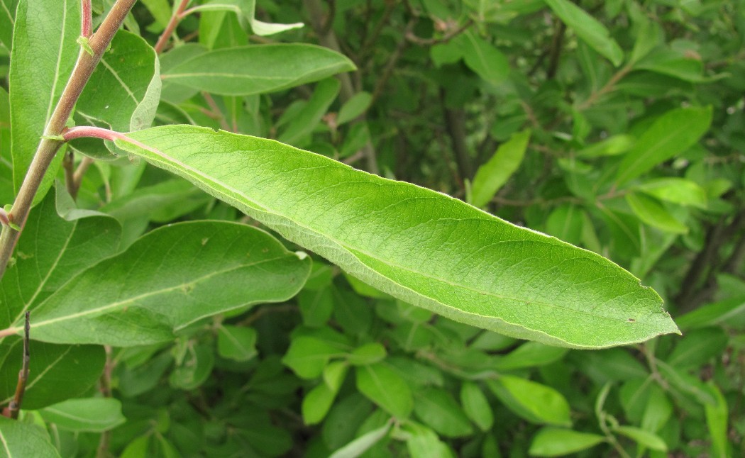 Image of Salix cinerea specimen.