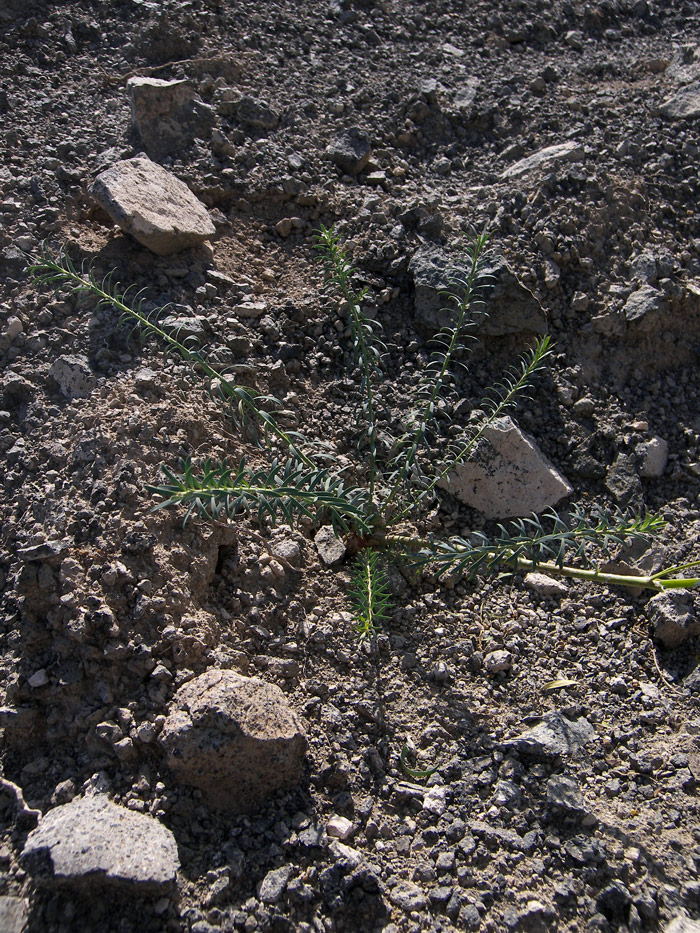 Изображение особи род Euphorbia.