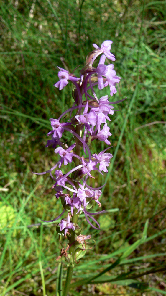 Изображение особи Gymnadenia conopsea.