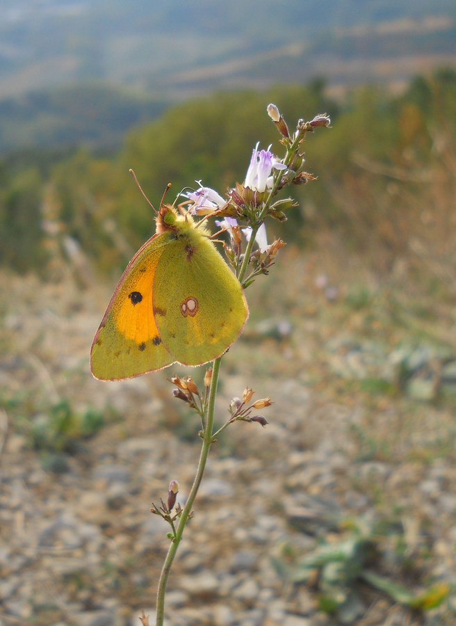 Image of Clinopodium spruneri specimen.