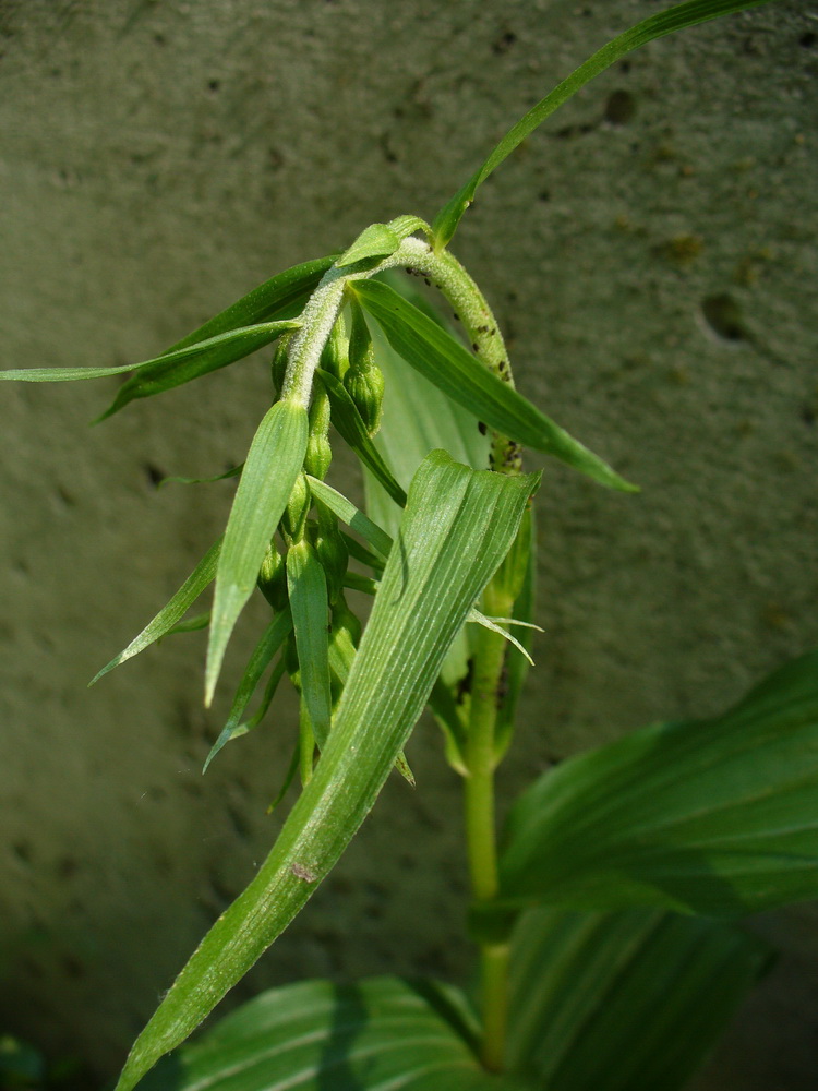 Изображение особи Epipactis helleborine.