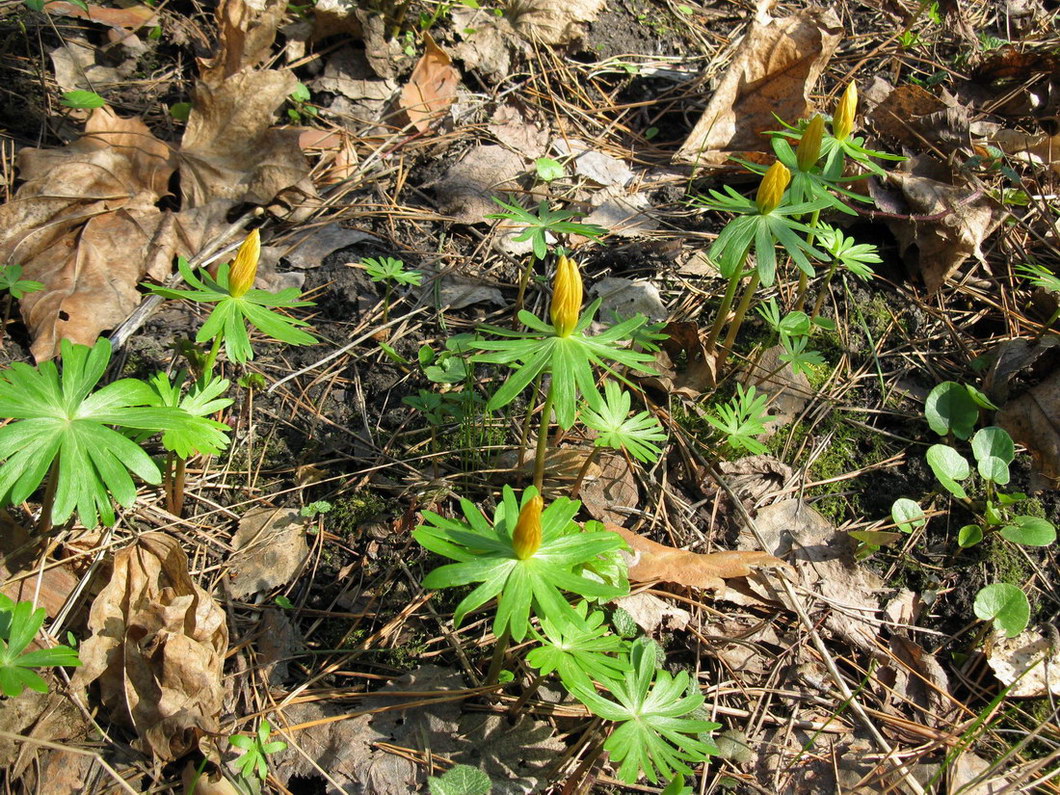 Image of Eranthis hyemalis specimen.