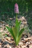 Orchis purpurea подвид caucasica. Цветущее растение (высота - 39 см, длина соцветия 9,5 см). Краснодарский край, муниципальное образование г. Новороссийск., ст. Натухаевская, шибляк на склоне Ю экспозиции. 1 мая 2012 г.