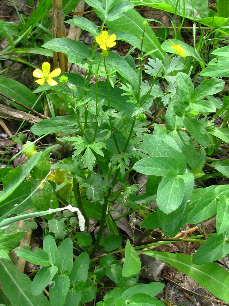 Image of Ranunculus repens specimen.