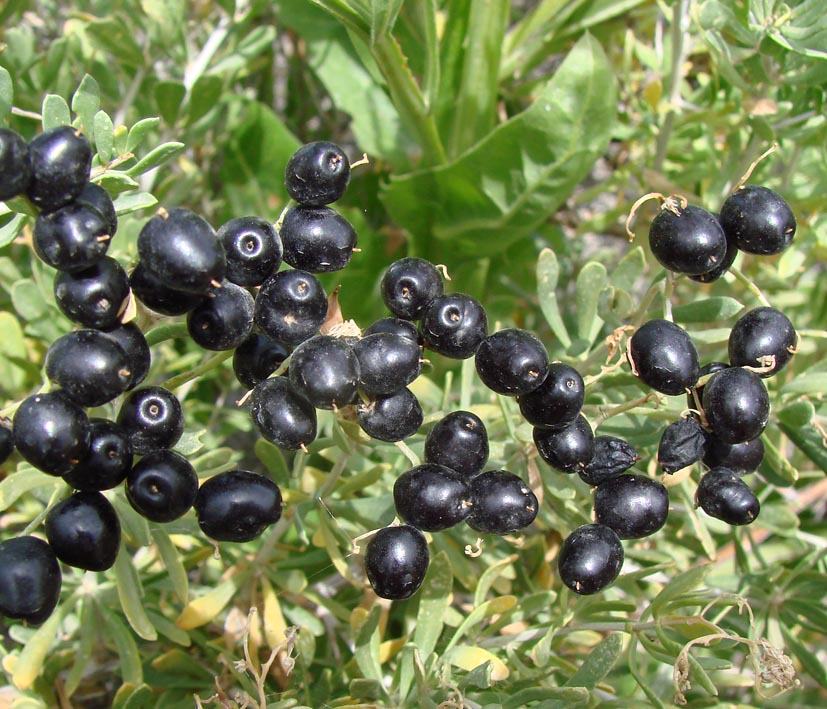 Image of Nitraria sibirica specimen.