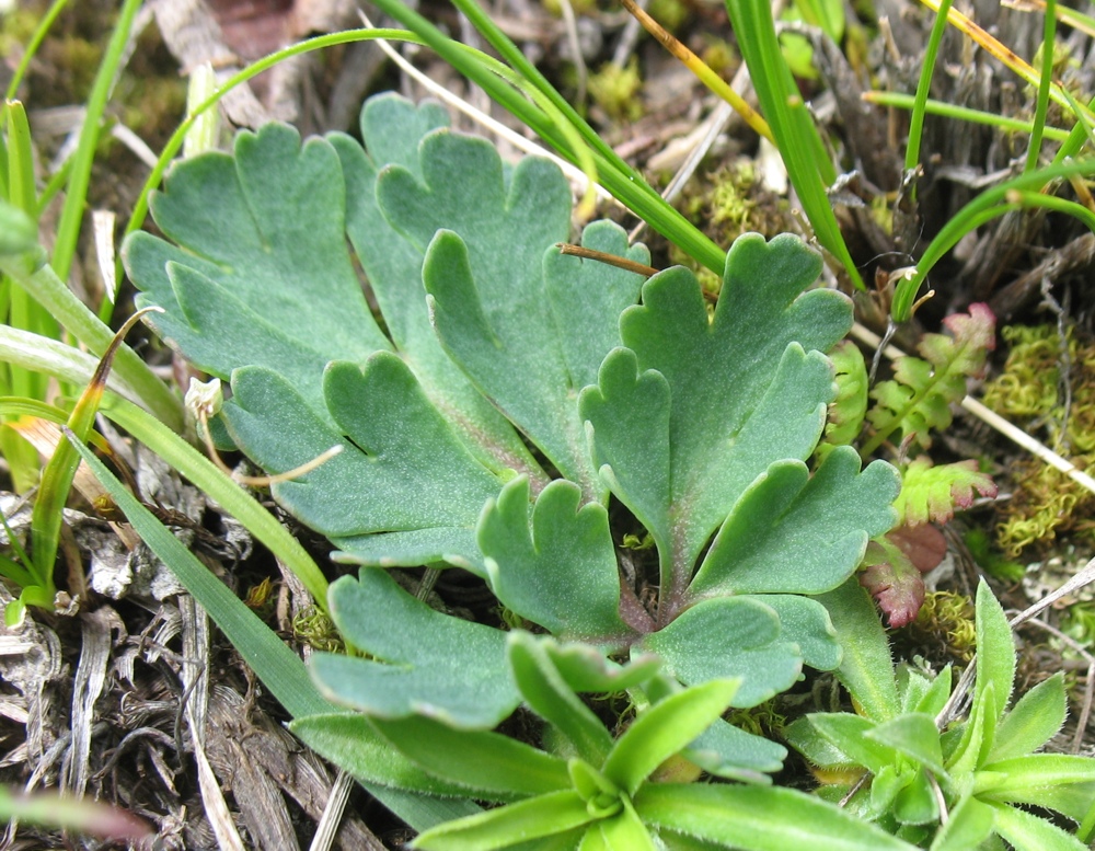 Изображение особи Callianthemum farreri.