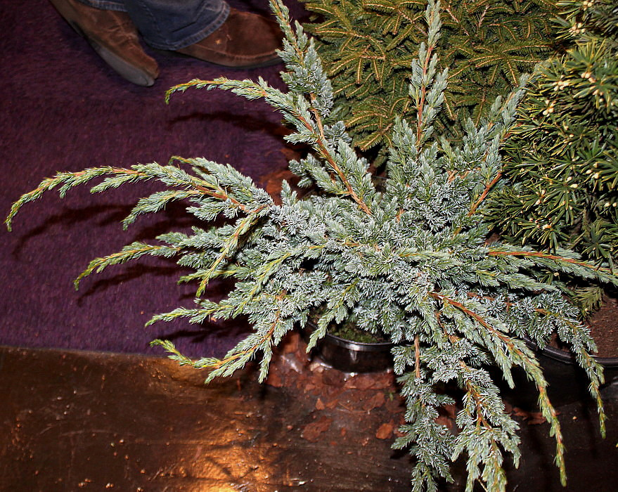 Image of Juniperus squamata specimen.