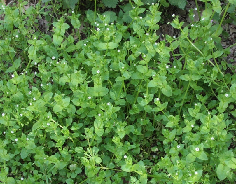 Image of Stellaria neglecta specimen.