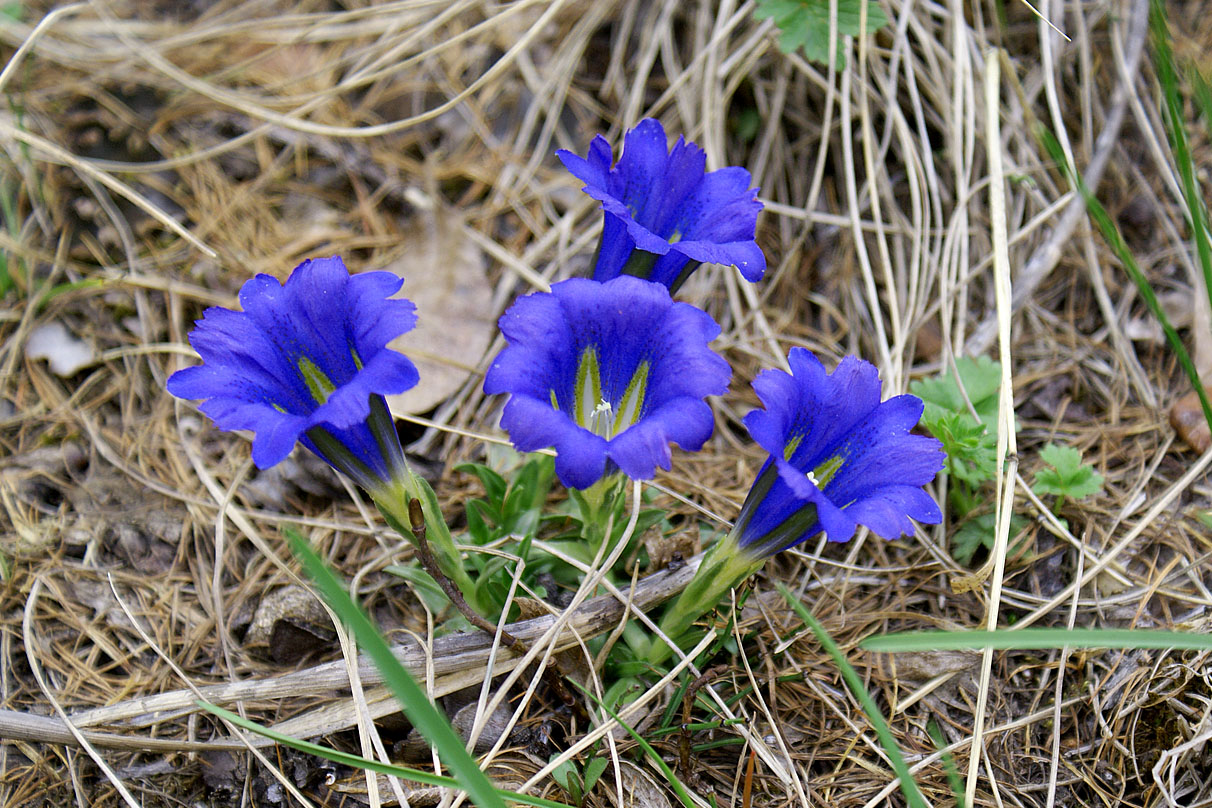 Изображение особи Gentiana grandiflora.