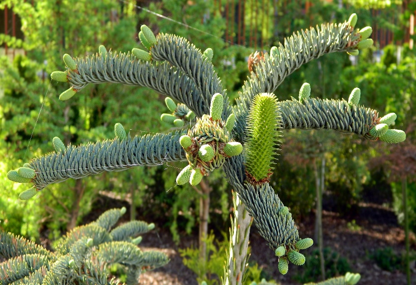 Image of Abies procera f. glauca specimen.