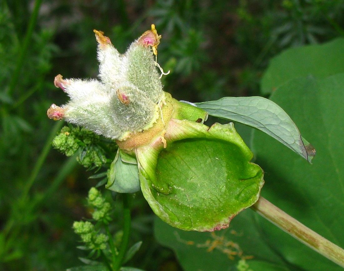 Изображение особи Paeonia daurica.