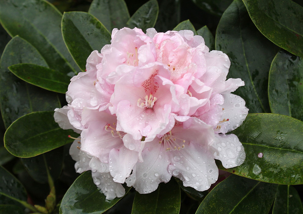 Image of Rhododendron yakushimanum specimen.