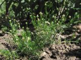 Sagina procumbens. Плодоносящие растения. Крым, Симферополь, газон. 1 июня 2013 г.
