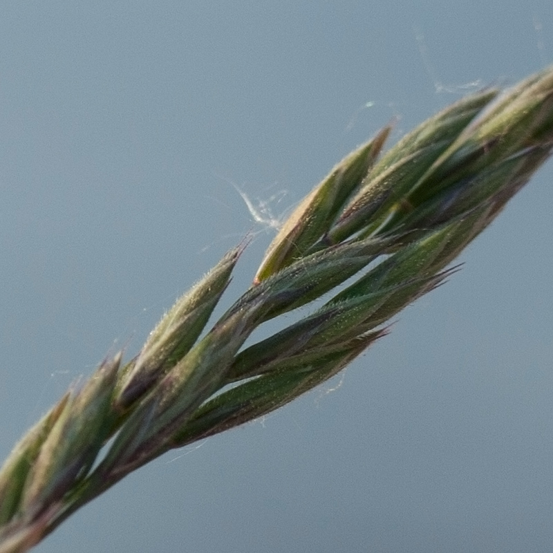 Изображение особи Festuca arenaria.