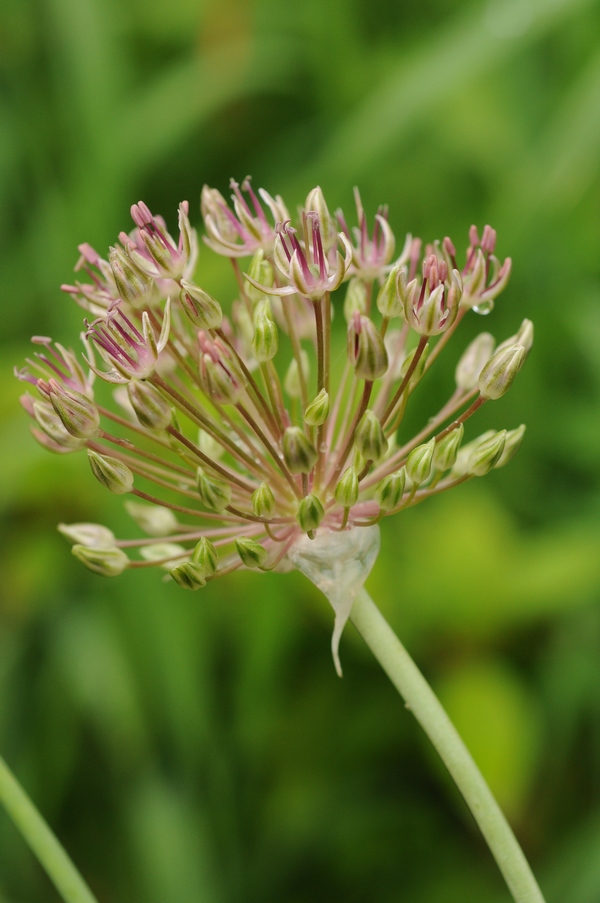 Image of Allium taschkenticum specimen.