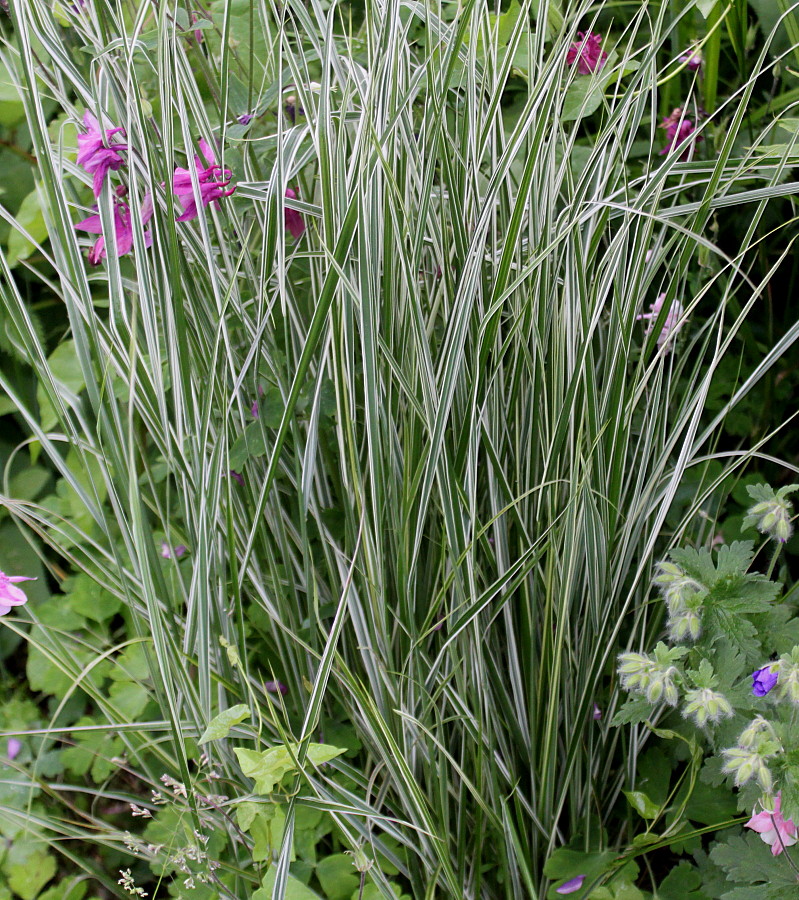 Image of Calamagrostis &times; acutiflora specimen.