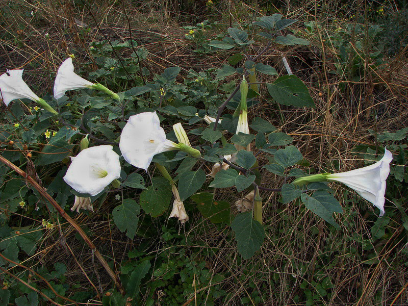 Image of Datura innoxia specimen.