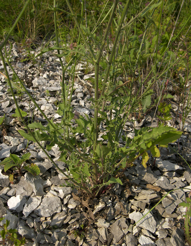 Изображение особи Crepis sonchifolia.