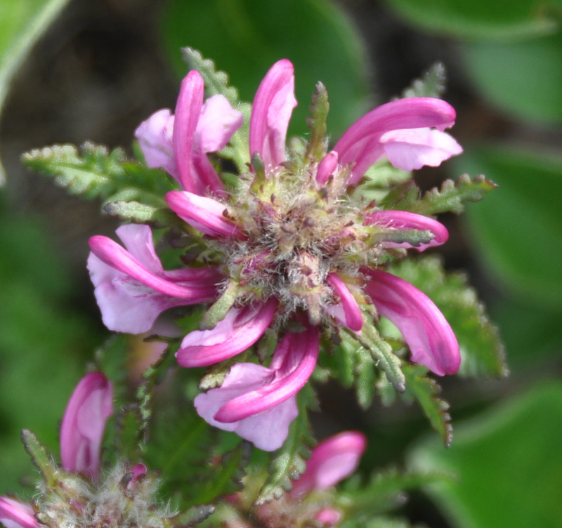 Image of Pedicularis albolabiata specimen.