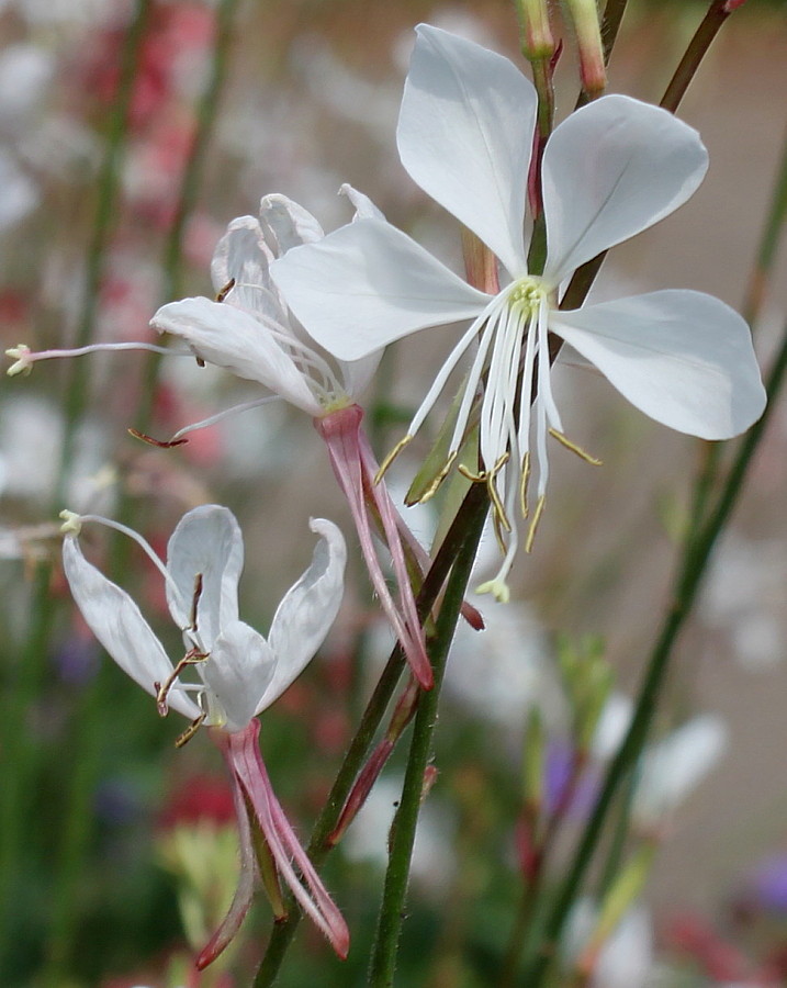 Image of Gaura lindheimeri specimen.