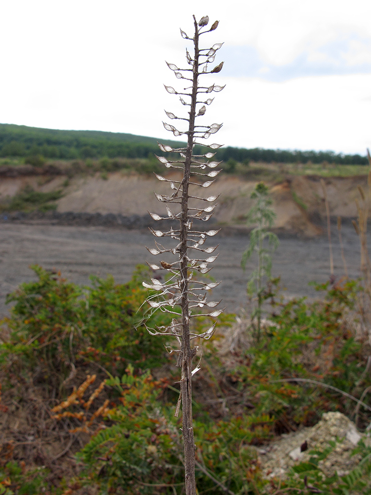 Изображение особи Lepidium campestre.