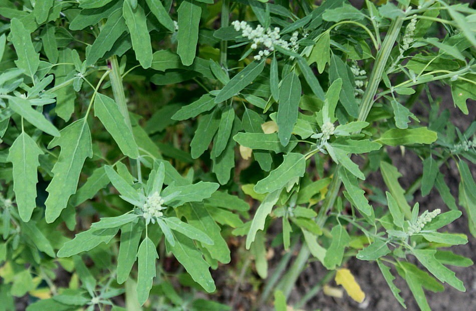 Изображение особи Chenopodium ficifolium.