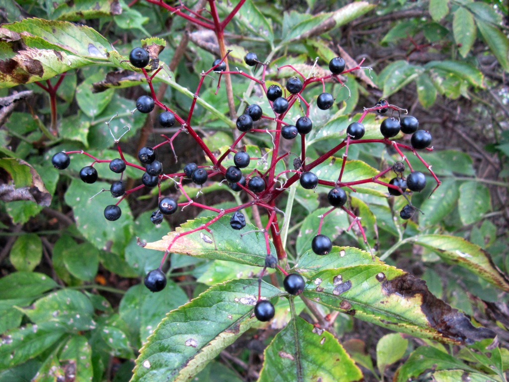 Image of Sambucus nigra specimen.