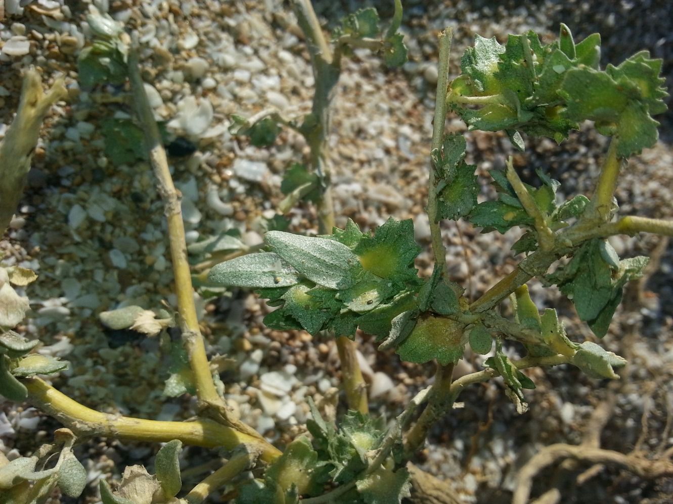 Image of Atriplex dimorphostegia specimen.