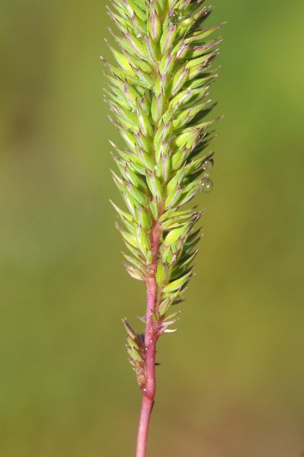 Image of Phleum phleoides specimen.