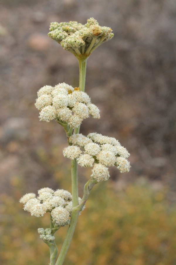 Image of Seseli iliense specimen.