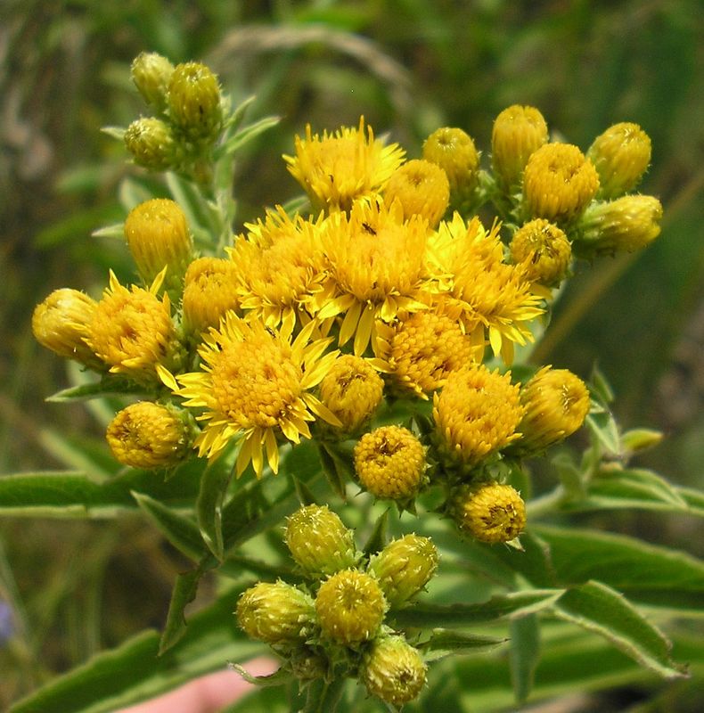 Изображение особи Inula germanica.