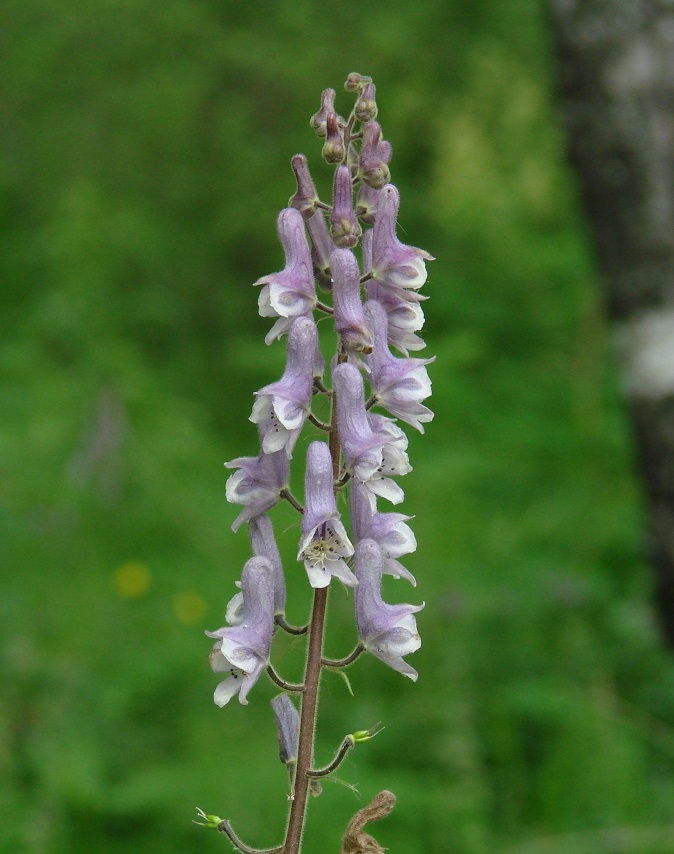 Изображение особи Aconitum septentrionale.