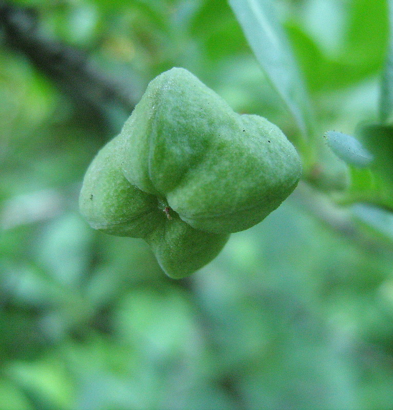 Image of Euonymus europaeus specimen.