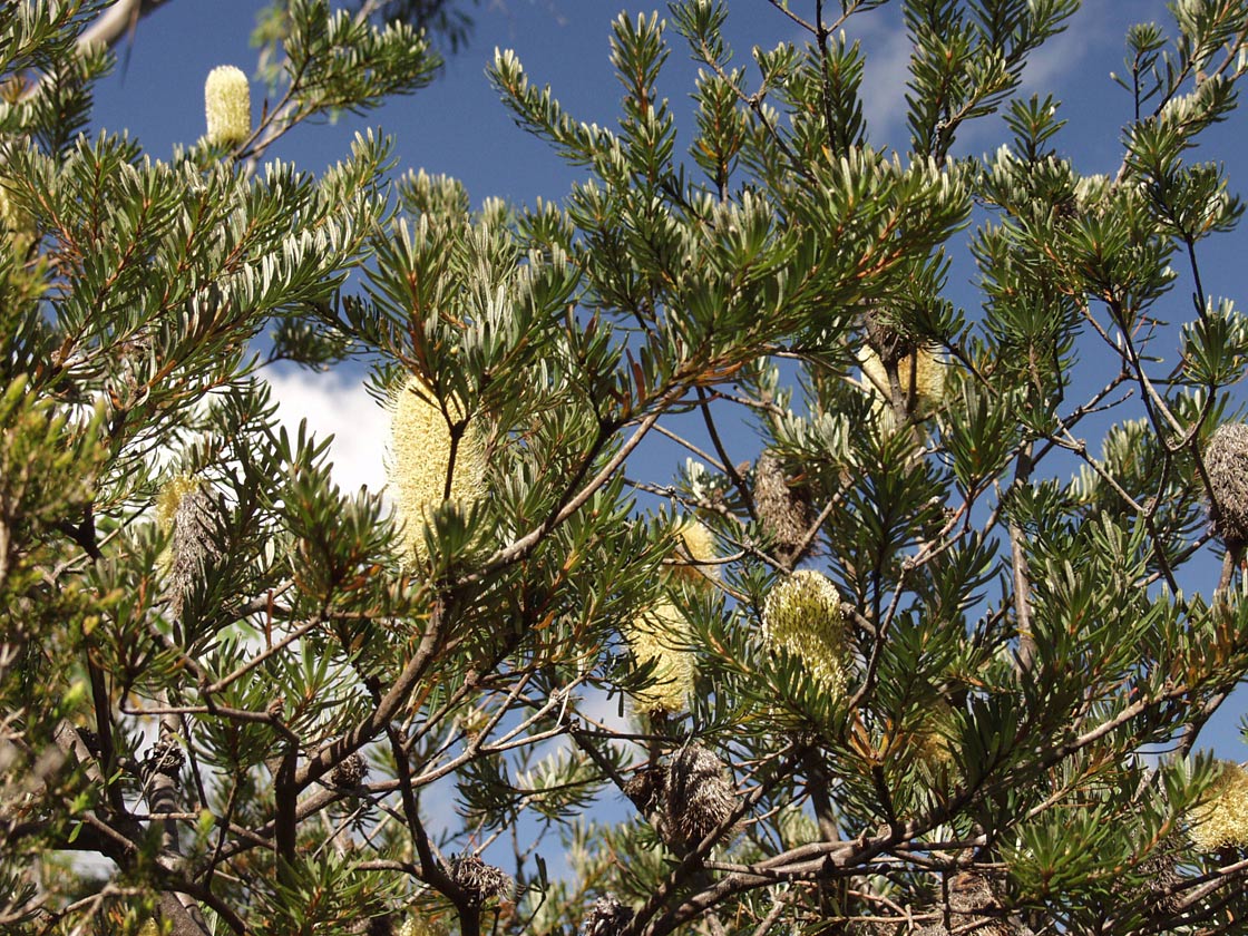 Изображение особи Banksia marginata.