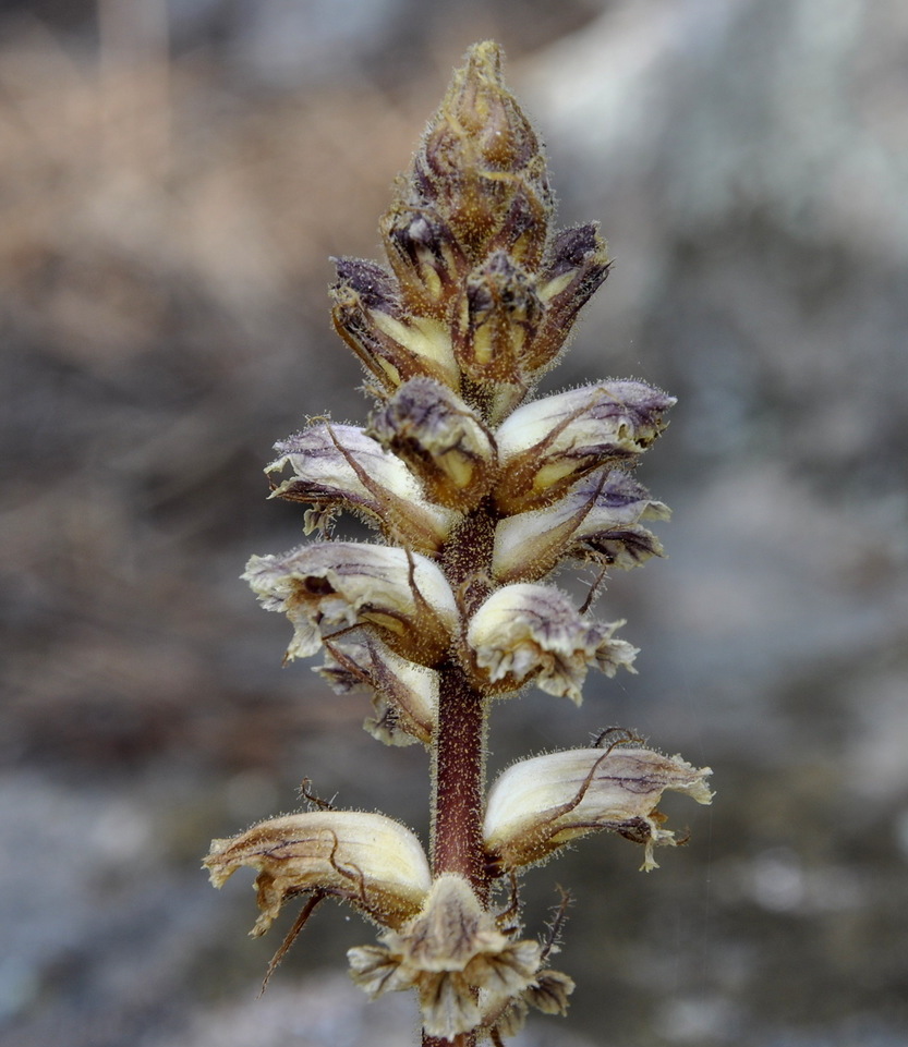 Image of Orobanche minor specimen.