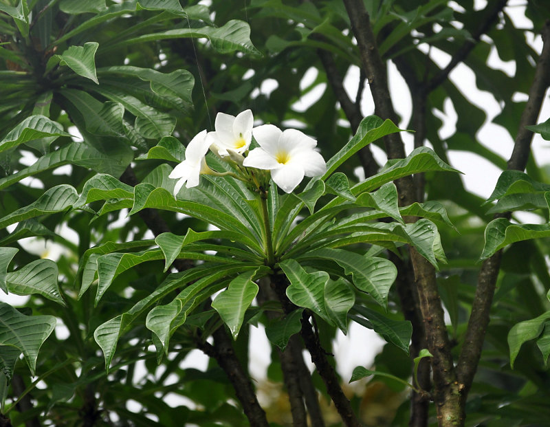 Image of Plumeria pudica specimen.