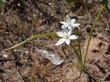 Ornithogalum kochii. Цветущее растение с кормящейся олёнкой мохнатой - Tropinota (Epicometis) hirta. Украина, г. Запорожье, центральная часть о-ва Хортица, на песке. 26.04.2014.