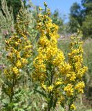 Solidago virgaurea