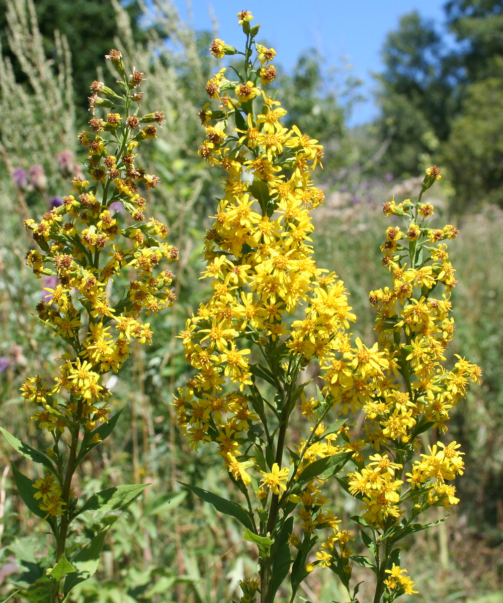 Image of Solidago virgaurea specimen.