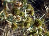 Eryngium campestre. Отцветшие соцветия. Южный берег Крыма, окр. Алушты. 22 августа 2013 г.