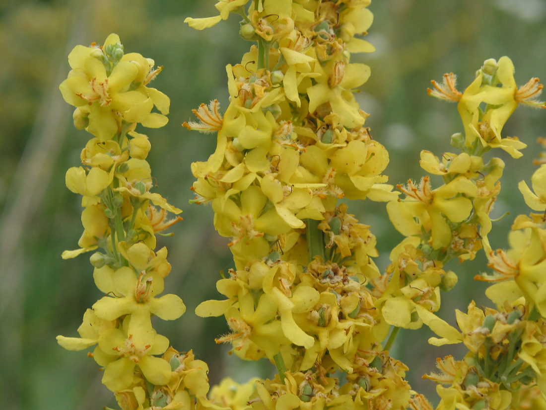 Image of Verbascum lychnitis specimen.