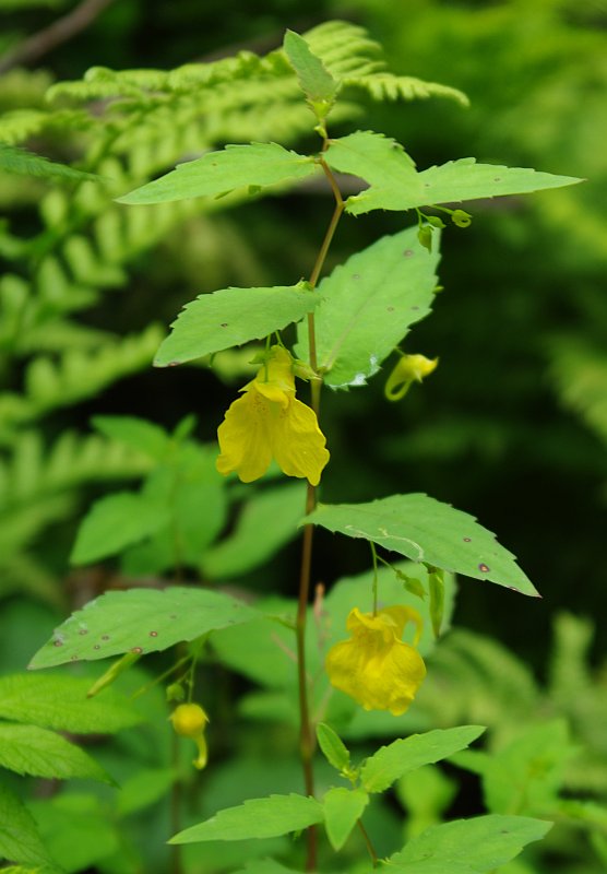 Image of Impatiens noli-tangere specimen.