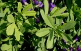 Baptisia australis. Верхние части молодых побегов. Германия, г. Дюссельдорф, Ботанический сад университета. 02.06.2014.