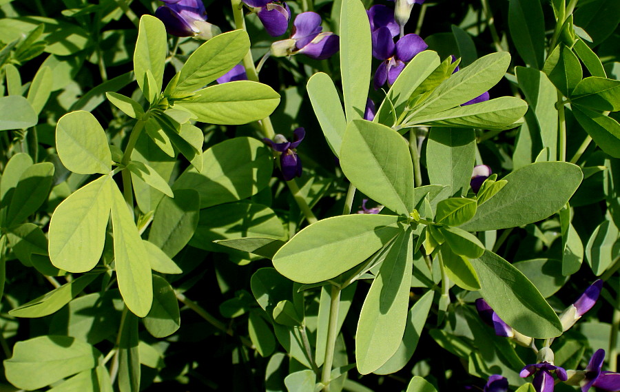 Image of Baptisia australis specimen.